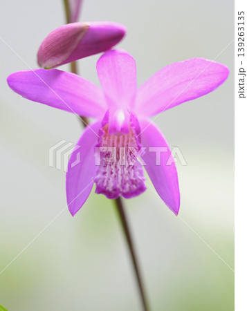 やわらかな光に咲く紫蘭の花 クローズアップ 春の庭のボタニカル背景 やわらかな光に咲く紫蘭の花 クローズアップ 春の庭のボタニカル背景 139263135