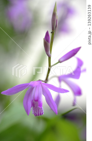 やわらかな光に咲く紫蘭の花 クローズアップ 春の庭のボタニカル背景 139263139