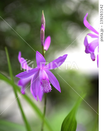 やわらかな光に咲く紫蘭の花 クローズアップ 春の庭のボタニカル背景 139263142