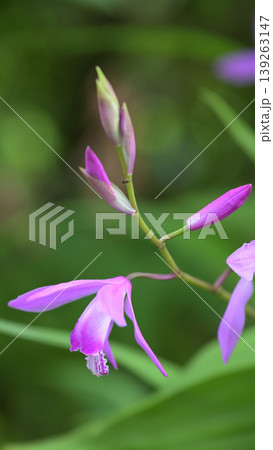 やわらかな光に咲く紫蘭の花 クローズアップ 春の庭のボタニカル背景 やわらかな光に咲く紫蘭の花 クローズアップ 春の庭のボタニカル背景 139263147