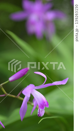 やわらかな光に咲く紫蘭の花 クローズアップ 春の庭のボタニカル背景 やわらかな光に咲く紫蘭の花 クローズアップ 春の庭のボタニカル背景 139263150