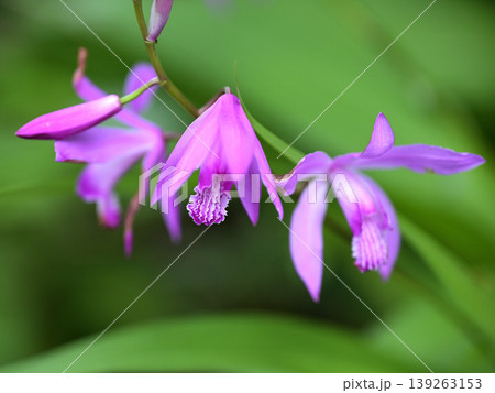 やわらかな光に咲く紫蘭の花 クローズアップ 春の庭のボタニカル背景 やわらかな光に咲く紫蘭の花 クローズアップ 春の庭のボタニカル背景 139263153