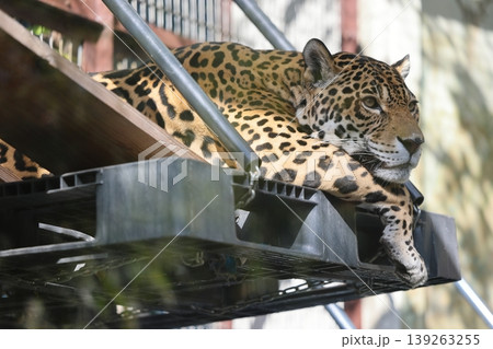 ジャガー ジャガー 139263255