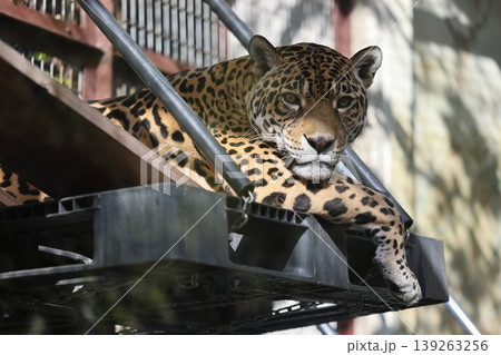 ジャガー 139263256