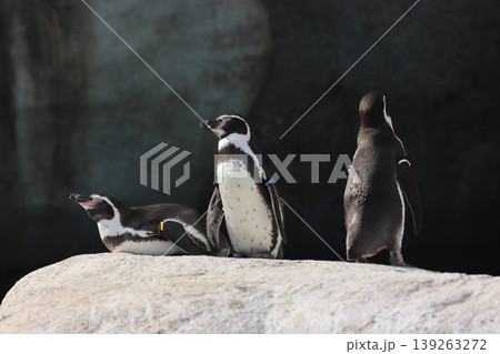 フンボルトペンギン フンボルトペンギン 139263272