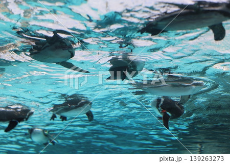 フンボルトペンギン 139263273
