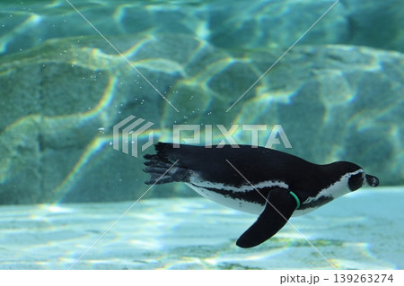 フンボルトペンギン 139263274