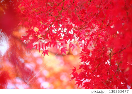 深紅のもみじのクローズアップイメージ素材 深紅のもみじのクローズアップイメージ素材 139263477