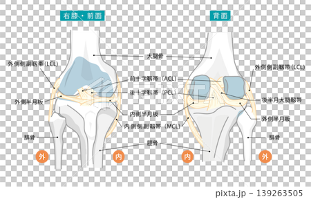 前と後ろから見た膝関節と関節の靱帯を表したイラストと各部位の名称 前と後ろから見た膝関節と関節の靱帯を表したイラストと各部位の名称 139263505