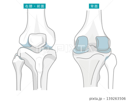 前と後ろから見た膝関節を表したイラスト 前と後ろから見た膝関節を表したイラスト 139263506