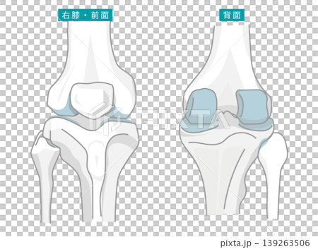 前と後ろから見た膝関節を表したイラスト 前と後ろから見た膝関節を表したイラスト 139263506