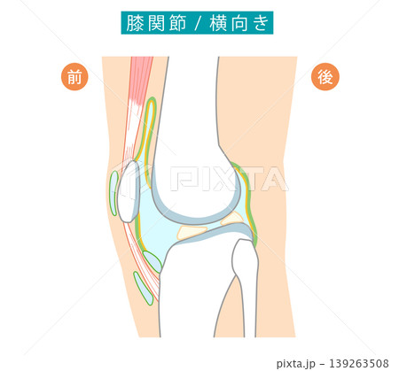 横から見た膝関節と各滑液包を表したイラスト 139263508