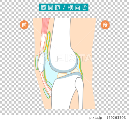 從側視圖顯示膝關節及其滑囊的插圖。 139263508