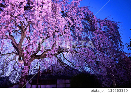 4月の夕暮れ 京都市本満寺の枝垂れ桜 139263550