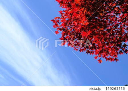 筋雲と紅葉の秋の爽やかなイメージ素材 筋雲と紅葉の秋の爽やかなイメージ素材 139263556