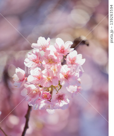 春の光に包まれた河津桜のクローズアップ 139263594