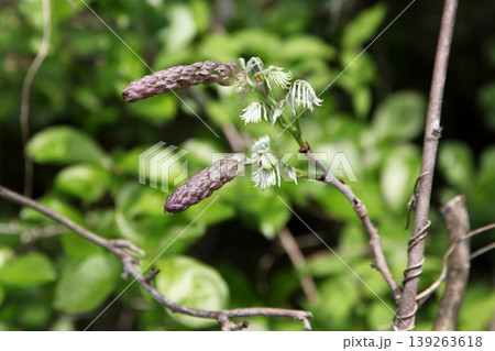フジの花穂 フジの花穂 139263618