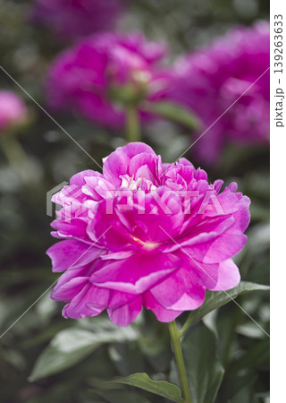 芍薬園にピンク色のシャクヤクが咲いています。 139263633