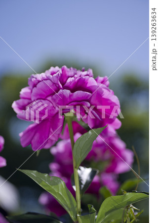 芍薬園にピンク色のシャクヤクが咲いています。 芍薬園にピンク色のシャクヤクが咲いています。 139263634
