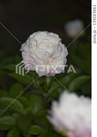 芍薬園に白色のシャクヤクの花が咲いています。 芍薬園に白色のシャクヤクの花が咲いています。 139263661