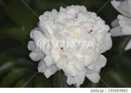 芍薬園に白色のシャクヤクの花が咲いています。 芍薬園に白色のシャクヤクの花が咲いています。 139263662