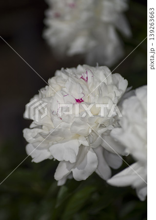 芍薬園に白色のシャクヤクの花が咲いています。 芍薬園に白色のシャクヤクの花が咲いています。 139263663