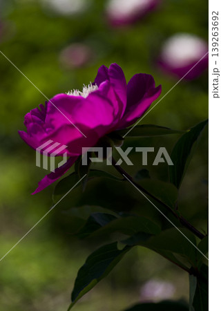 芍薬園に赤紫の芍薬が咲いています。このシャクヤクの名前はビロードクイーンです。 芍薬園に赤紫の芍薬が咲いています。このシャクヤクの名前はビロードクイーンです。 139263692