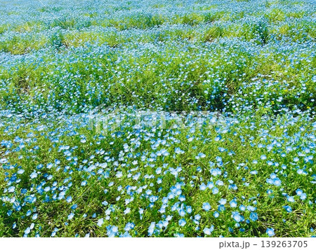 ネモフィラの花の絨毯 ネモフィラの花の絨毯 139263705