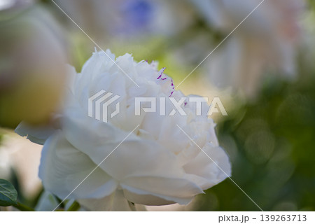 芍薬園に白色のシャクヤクの花が咲いています。 芍薬園に白色のシャクヤクの花が咲いています。 139263713