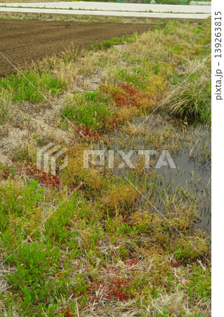 若草生える春の畑の畦と用水路風景 若草生える春の畑の畦と用水路風景 139263815