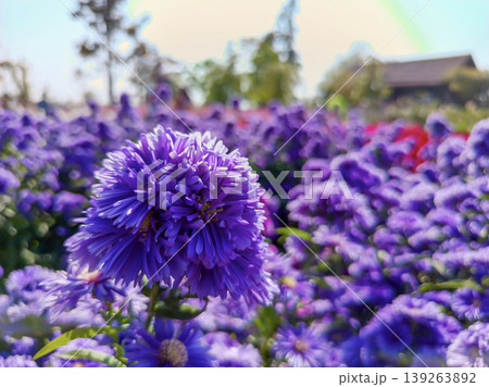 Floral Abundance: A captivating expanse of violet blossoms blankets a vibrant landscape, their intricate petals catching the light, creating a dreamy, painterly effect. 139263892