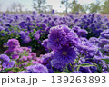 Floral Abundance: A captivating expanse of violet blossoms blankets a vibrant landscape, their intricate petals catching the light, creating a dreamy, painterly effect. 139263893
