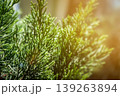 Evergreen Branch's Radiance: Close-up of verdant foliage in sunlight, capturing the texture and vitality of the evergreen branch. 139263894