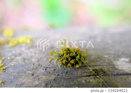 苔の芽生えのエコロジーイメージ 139264021