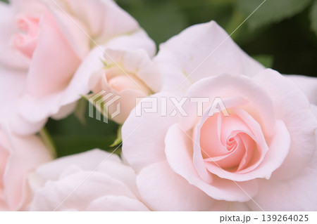 ピンク色にも見える花びらの白いバラ ピンク色にも見える花びらの白いバラ 139264025