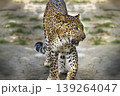 Single big cat chita or leopard in the afternoon walking by the fence in the reserved forest area . 139264047