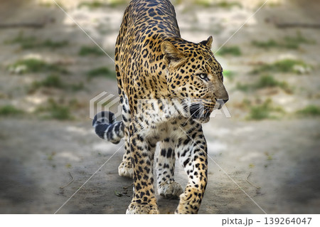 Single big cat chita or leopard in the afternoon walking by the fence in the reserved forest area . 139264047
