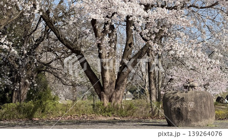 泉縄文公園　【新潟県 上越市 中郷区】 139264076