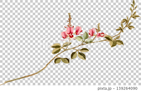 Drawing material for natural history illustrations of Hagi. Drawing material for natural history illustrations of Hagi. 139264090