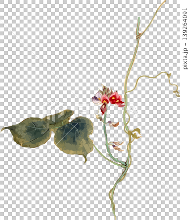 葛藤自然歷史插畫繪畫材料 葛藤自然歷史插畫繪畫材料 139264091