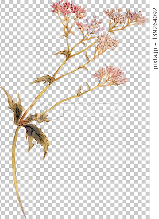 用於繪製澤蘭(Eupatorium fortunei)的自然歷史插圖素材 用於繪製澤蘭(Eupatorium fortunei)的自然歷史插圖素材 139264092