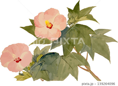 木芙蓉の博物図写生画素材 139264096