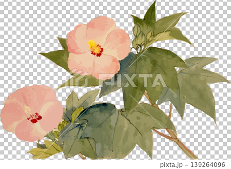 木芙蓉の博物図写生画素材 139264096