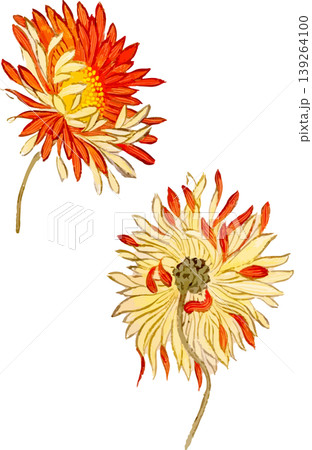 菊の博物図写生画素材 菊の博物図写生画素材 139264100