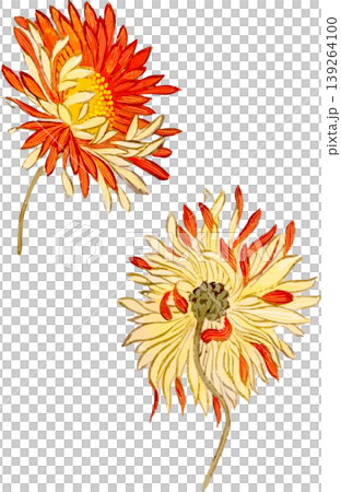 菊の博物図写生画素材 菊の博物図写生画素材 139264100