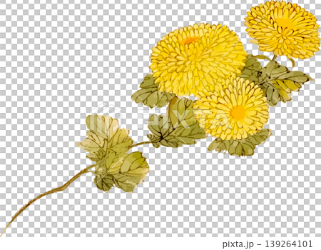 Chrysanthemum Natural History Illustration Drawing Material Chrysanthemum Natural History Illustration Drawing Material 139264101