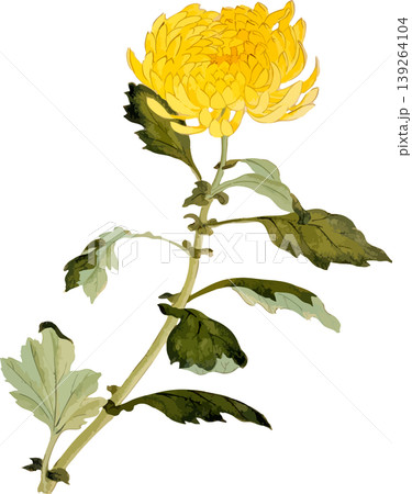 菊の博物図写生画素材 菊の博物図写生画素材 139264104