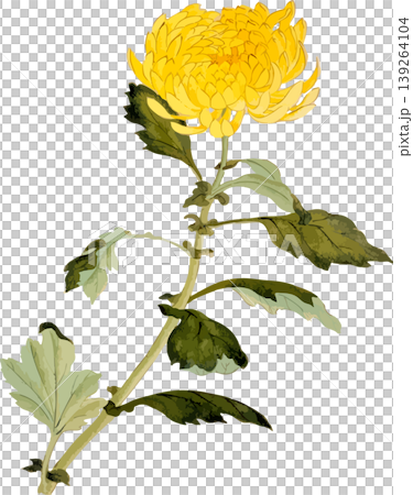 菊の博物図写生画素材 菊の博物図写生画素材 139264104