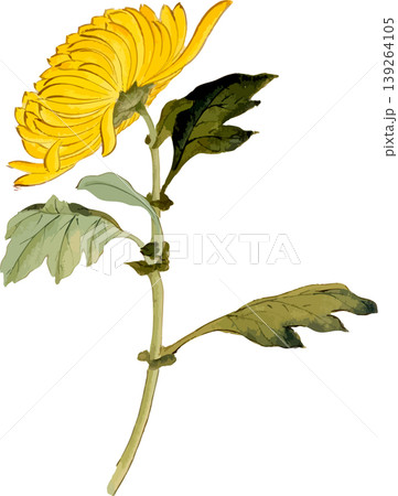 菊の博物図写生画素材 139264105