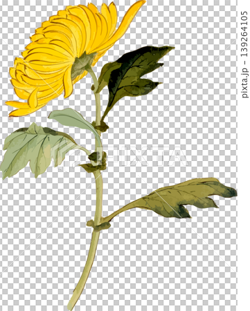 菊の博物図写生画素材 139264105